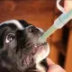 Pets Feeding Kit