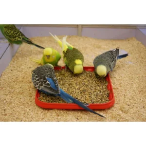 BUDGERI FEED