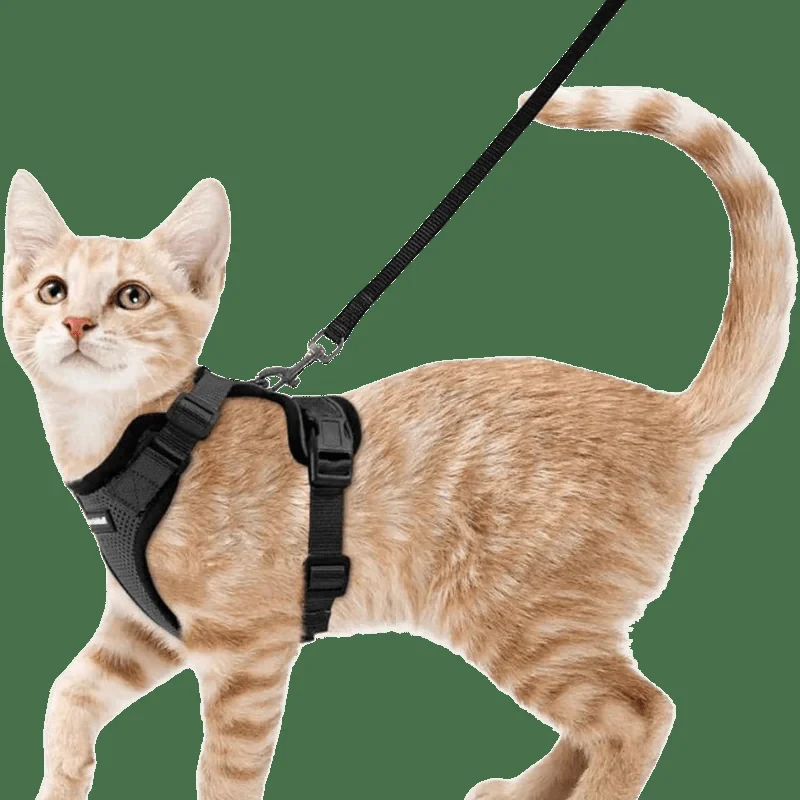 CAT COLLAR LEASH