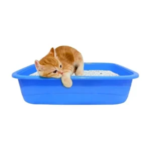 LITTER TRAY KITTEN