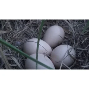 MOR-EGG 100G