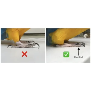 Nail Trimming Bird